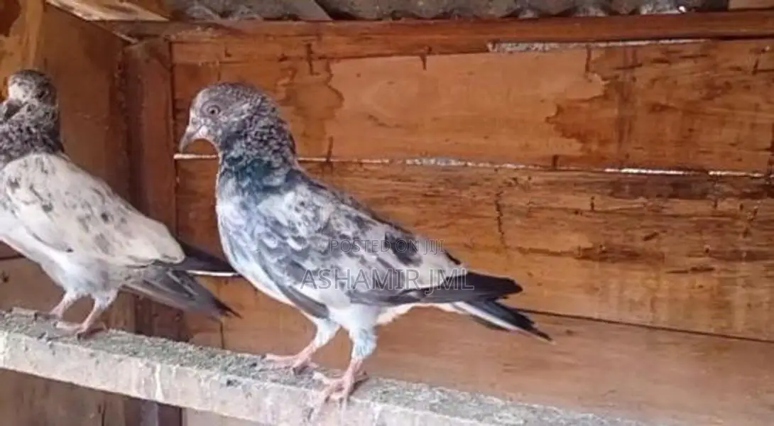 Pakistan Pigeon
