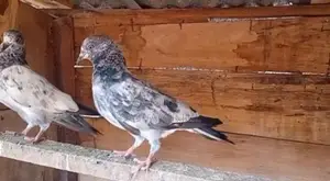 Pakistan Pigeon