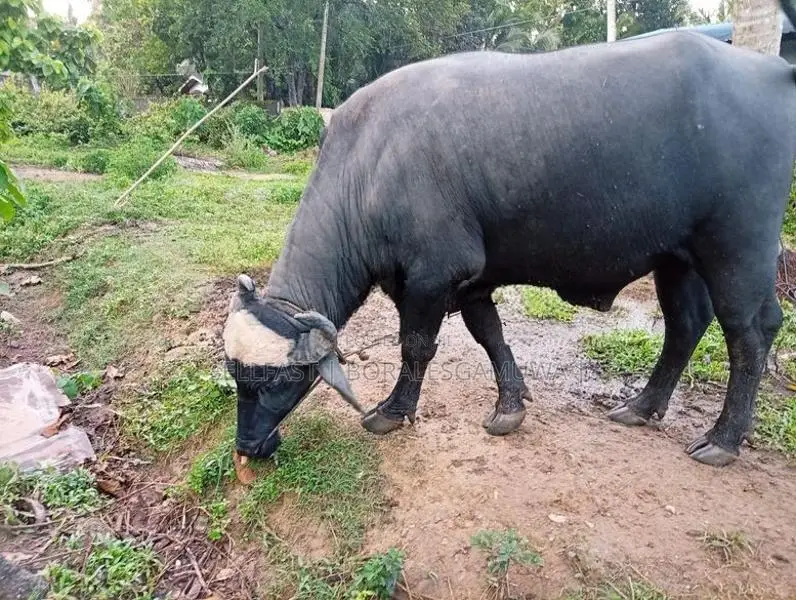 මී ගවයින් විකිණිමට ( Buffalo)