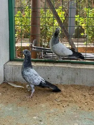 Pigeon