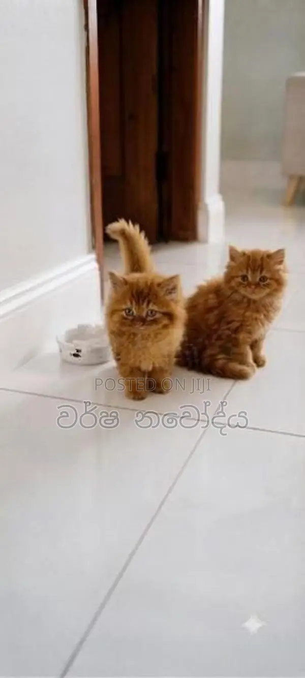 Persian Cat