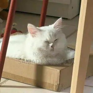 Persian Cat