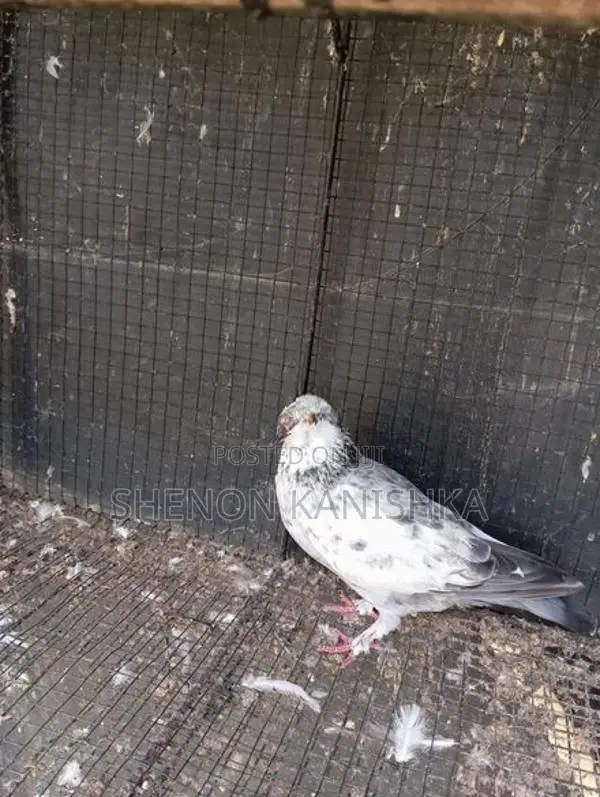 Pigeon