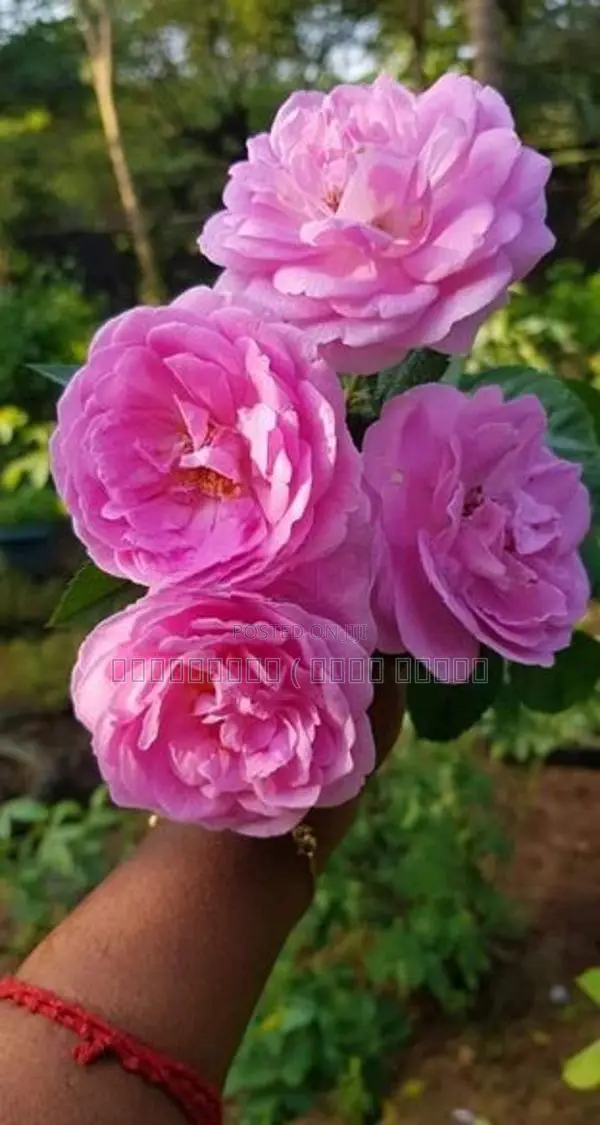 Rose Plant