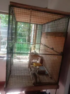 Large bird cage