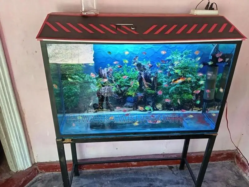 fish tank
