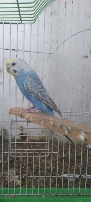 Love Birds