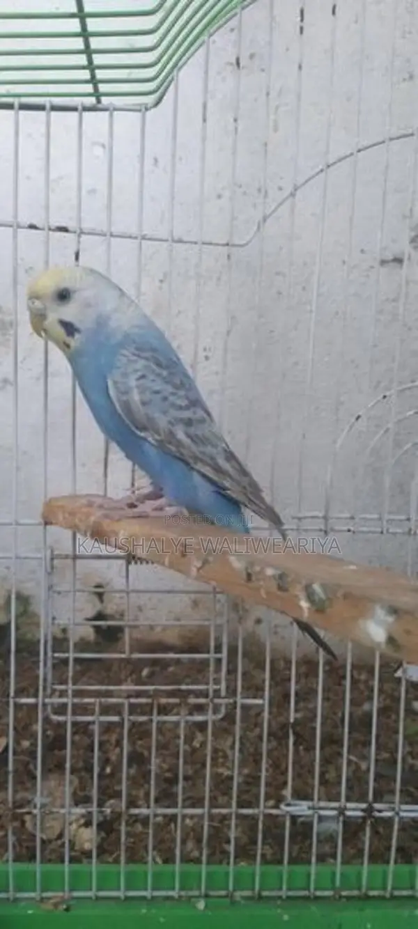Love Birds