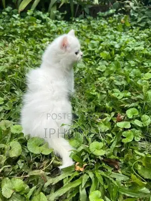 Persian Cat
