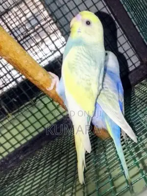 Rainbow Love Birds