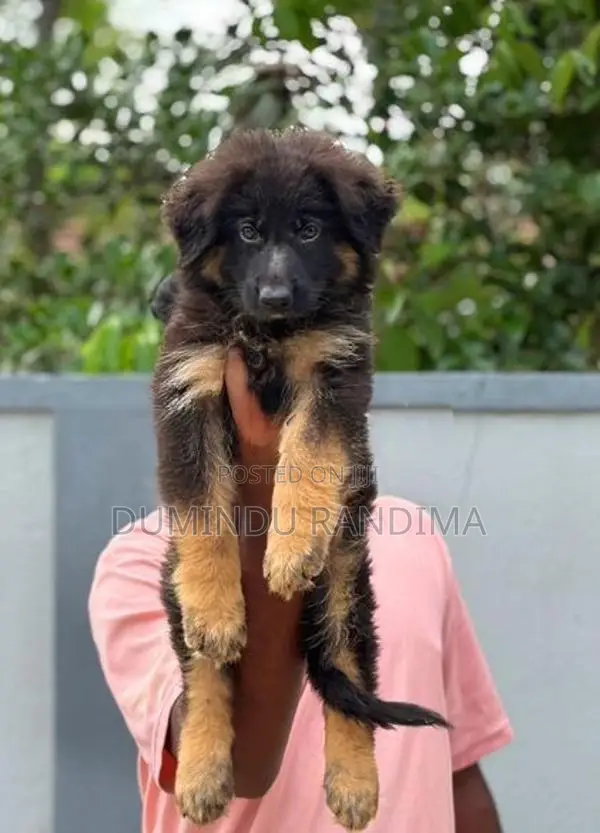 German shepherd puppies