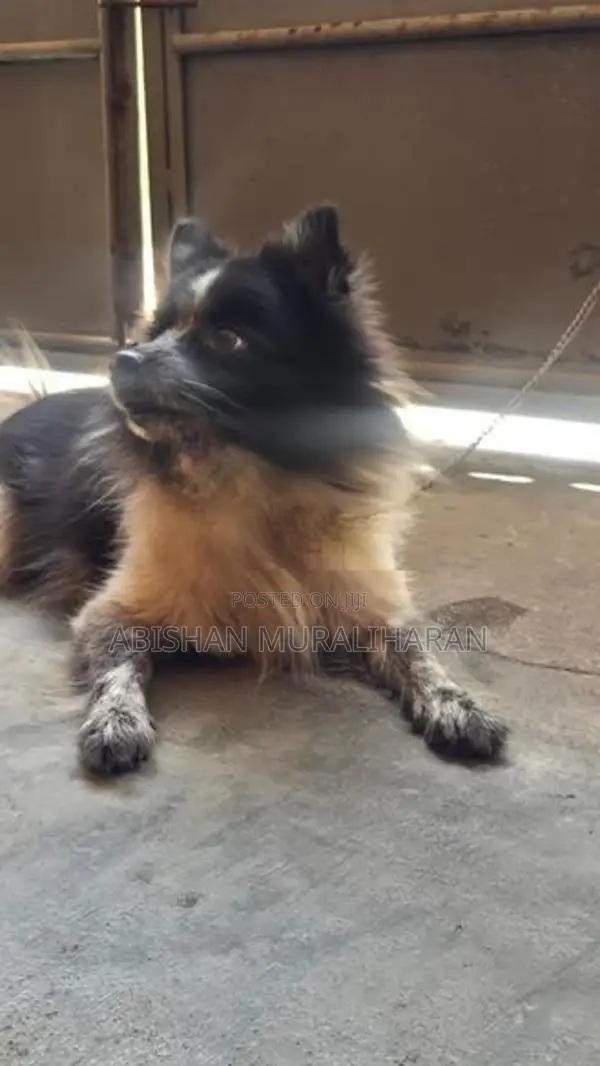 Mini Lion Pomeranian Puppies