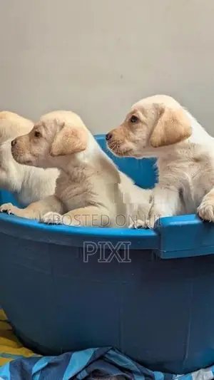 Labrador Retriever Puppies