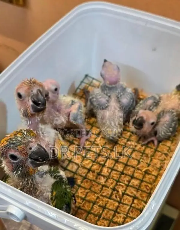 Sun Conure Bird Chicks
