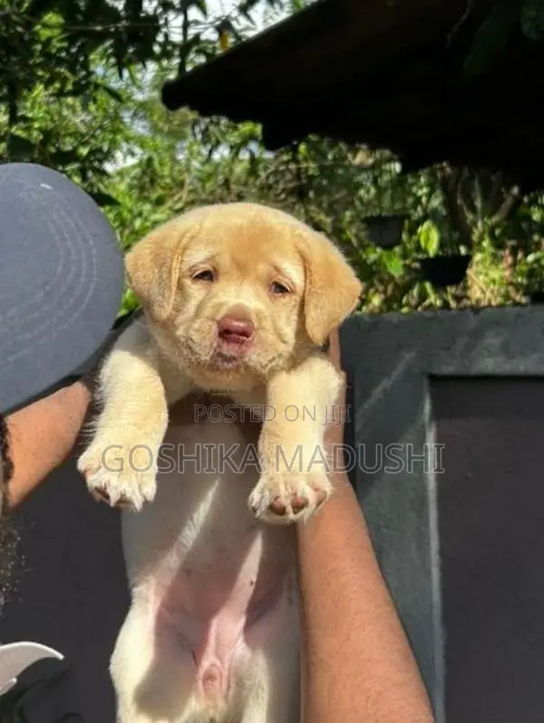 Labrador Puppy
