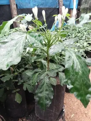 බිංකොහොඹ පැල