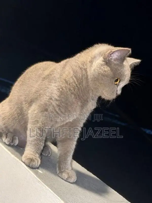 British Short Hair Kittens