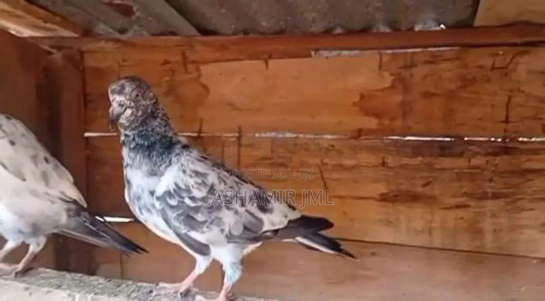 Pakistan Pigeon