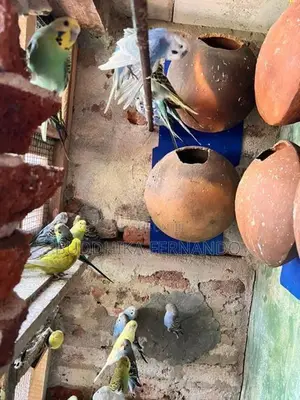 Love birds