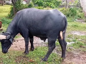 මී ගවයින් විකිණිමට ( Buffalo)