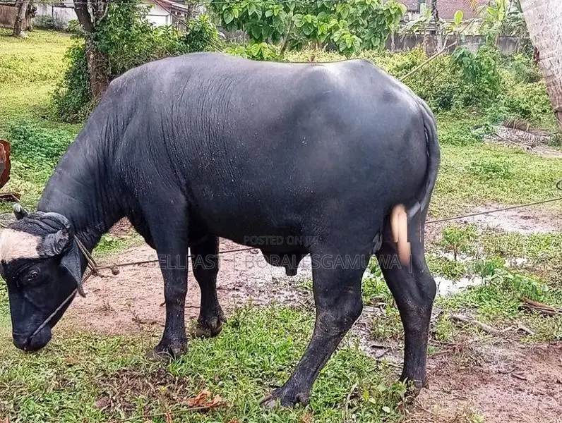 මී ගවයින් විකිණිමට ( Buffalo)