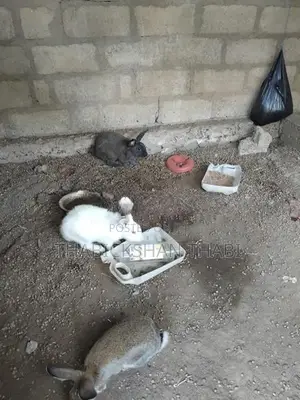 Rabbit