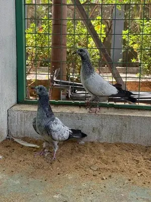 Pigeon