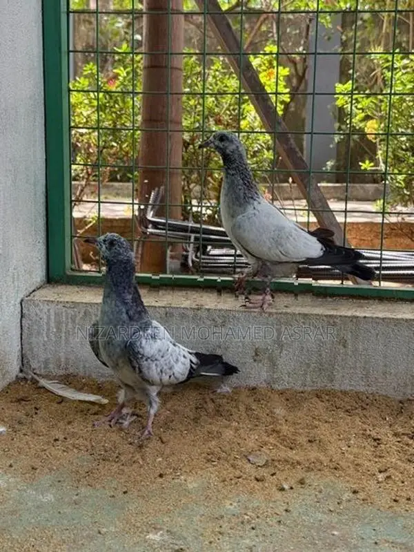 Pigeon