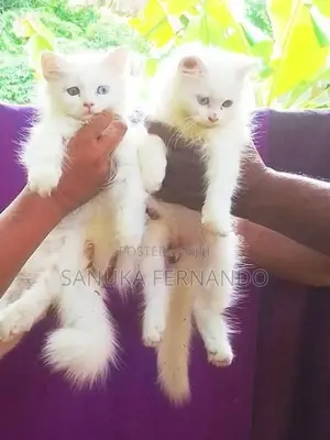 පර්සියන් පූස් පැටවුන්