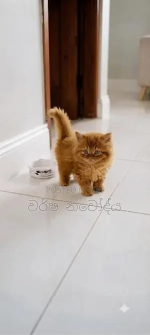 Persian Cat