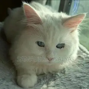 Persian Cat