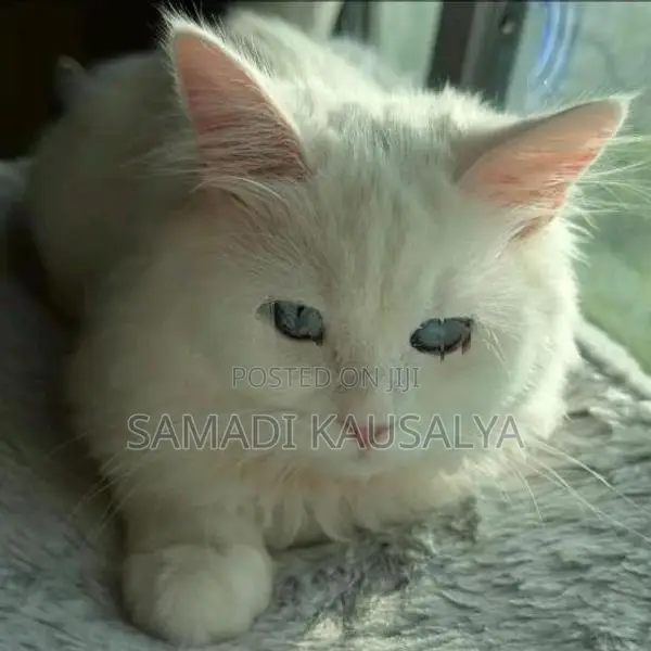 Persian Cat