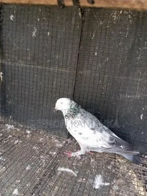 Pigeon