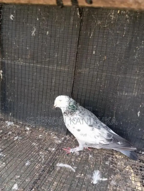Pigeon