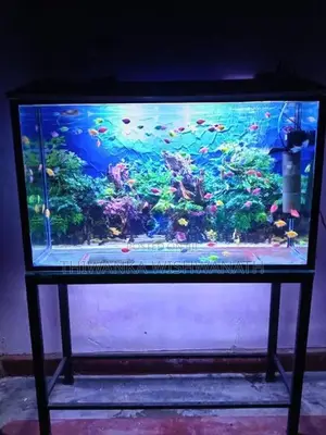 fish tank