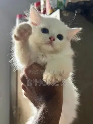 Persian Cat
