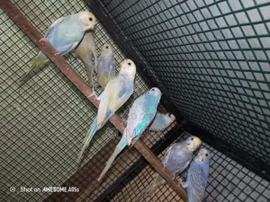 Rainbow Love Birds