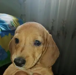 Dachshund Puppies