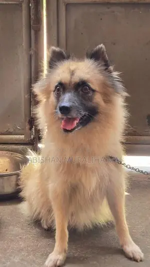 Mini Lion Pomeranian Puppies