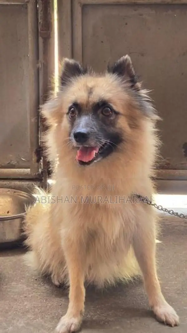 Mini Lion Pomeranian Puppies