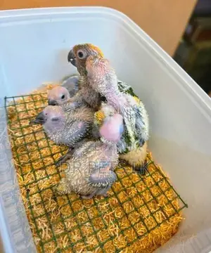 Sun Conure Bird Chicks