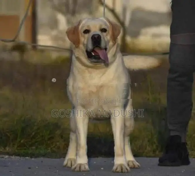 Labrador Puppy