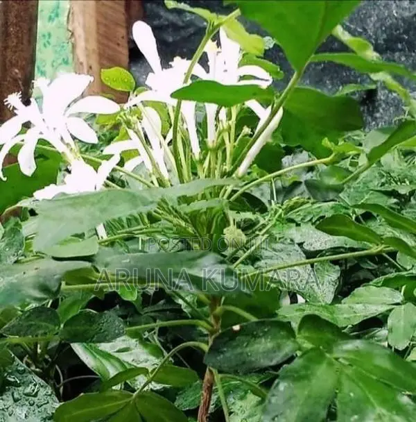 බිංකොහොඹ පැල