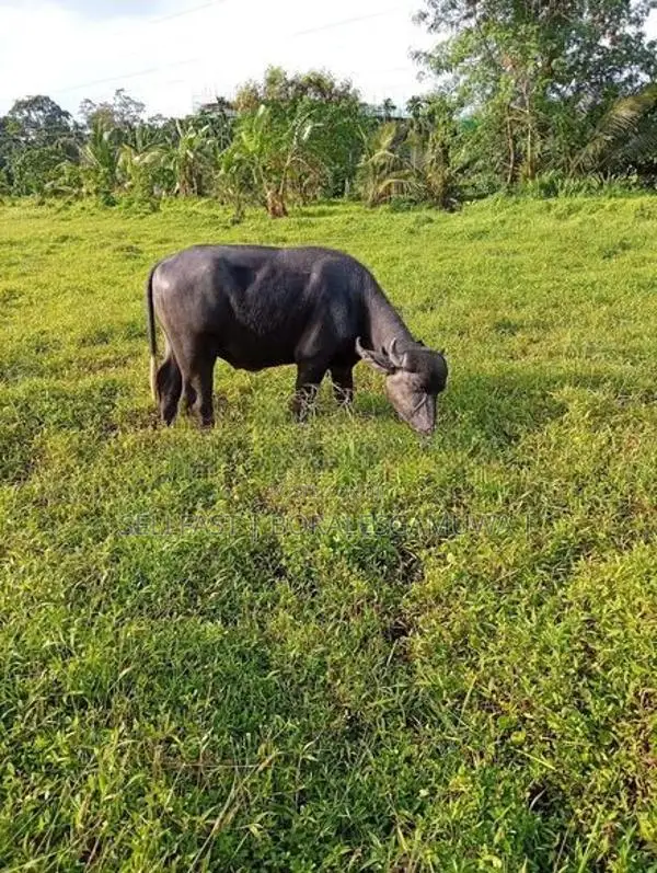මී ගවයින් විකිණිමට ( Buffalo)