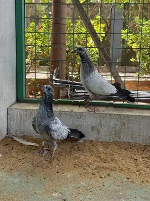 Pigeon