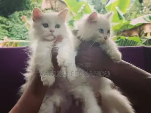පර්සියන් පූස් පැටවුන්