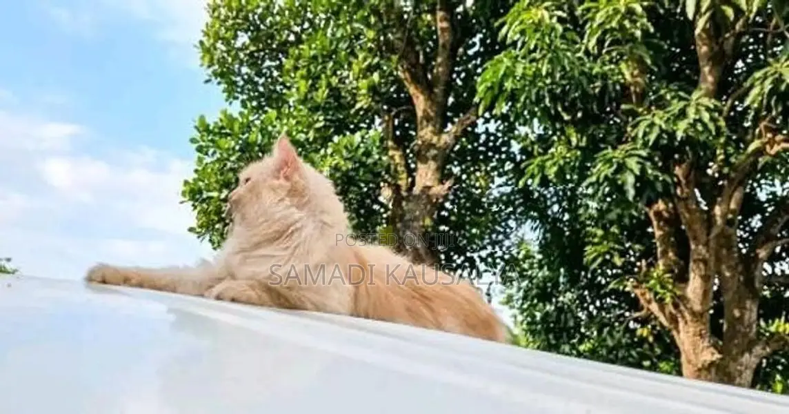 Persian Cat