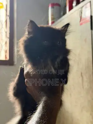 Persian Cat