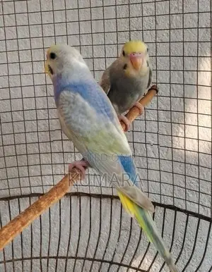 Rainbow Love Birds