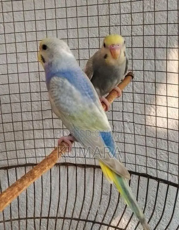 Rainbow Love Birds